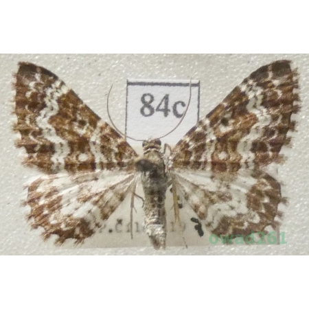 Epirrhoe pupillata (Thunberg, 1788) Slovakia84c